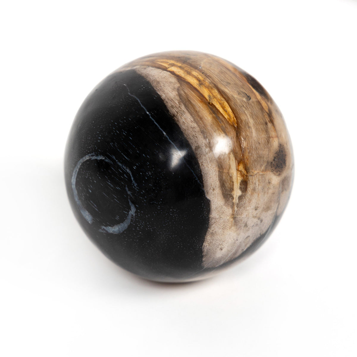 The Palu Petrified Wood Sphere Set | Natural Petrified Wood Spheres