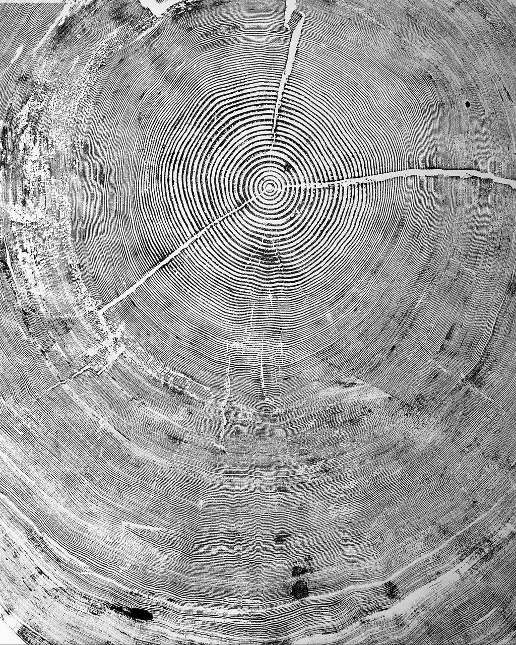 The Auréline Wall Art — 372-Year Sitka Spruce Ring Print — product view