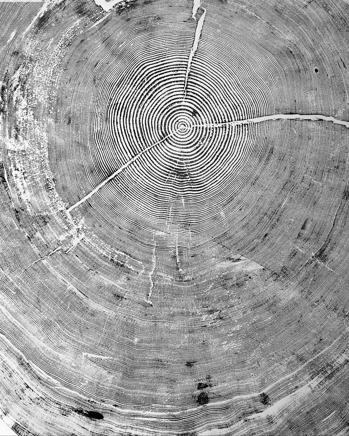 The Auréline Wall Art — 372-Year Sitka Spruce Ring Print — product view