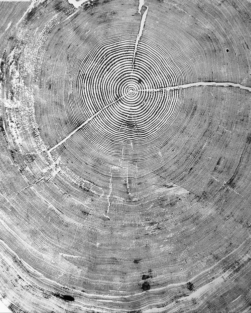 The Auréline Wall Art — 372-Year Sitka Spruce Ring Print — product view