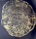 The Noire Wall Art — Gold Ink Redwood Ring Print — product view